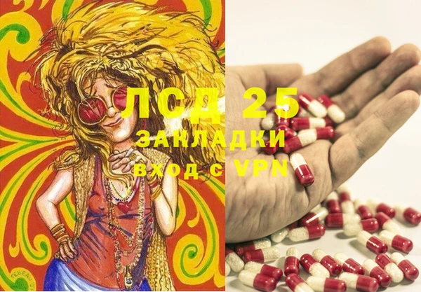 прущие грибы Аркадак
